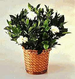  Ankara �i�ek�i ma�azas�  Gardenia Plant ithal saksi