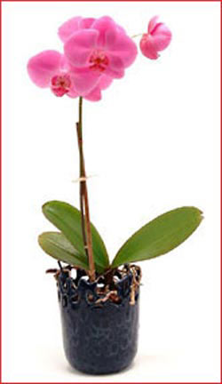  Ankara �i�ek sipari�i vermek  Phalaenopsis Orchid Plant