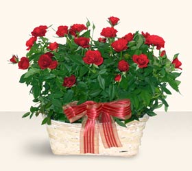  Ankarada �i�ek g�nderme sitemiz g�venlidir  11 adet kirmizi g�l sepette