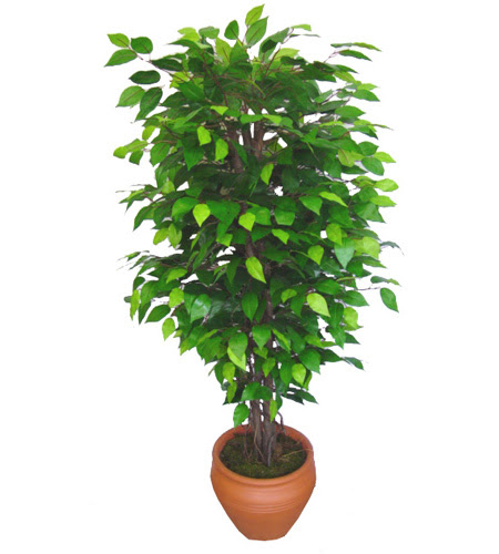 Ficus Benjamin 1,50 cm   Ankara �i�ek sipari�i sitesi 