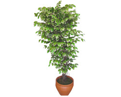 Ficus zel Starlight 1,75 cm   Ankara gvenli kaliteli hzl iek 