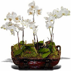  Ankara ucuz iek gnder  Sepet ierisinde saksi canli 3 adet orkide