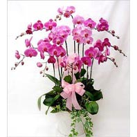  Ankara yurti�i ve yurtd��� �i�ek sipari�i  3 adet saksi orkide  - ithal cins -
