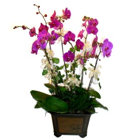  Ankara gvenli kaliteli hzl iek  4 adet orkide iegi