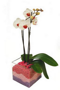 Ankara online ieki , iek siparii  tek dal cam yada mika vazo ierisinde orkide