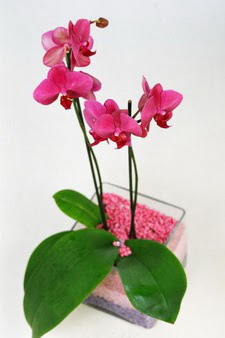  Ankara 14 ubat sevgililer gn iek  tek dal cam yada mika vazo ierisinde orkide