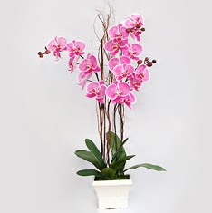  Ankara yurtii ve yurtd iek siparii  2 adet orkide - 2 dal orkide