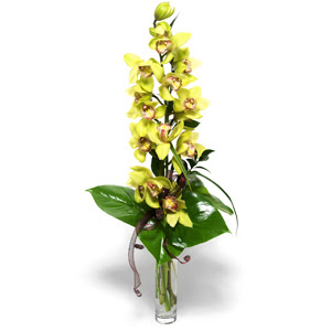  Ankara iek gnderme  1 dal orkide iegi - cam vazo ierisinde -