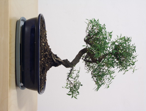 ithal bonsai saksi iegi  Ankara iek maazas , ieki adresleri 
