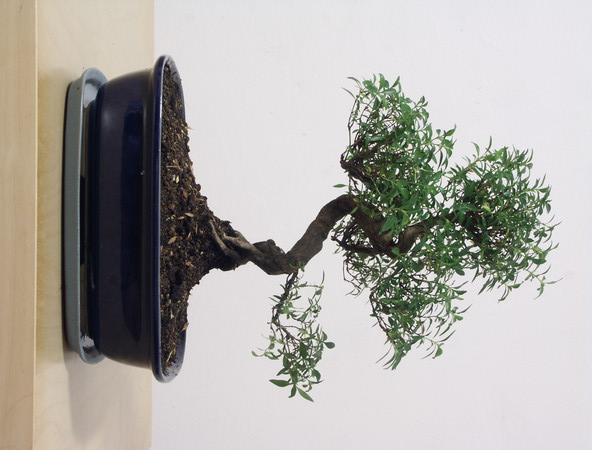 ithal bonsai saksi �i�egi  Ankara �i�ek ma�azas� , �i�ek�i adresleri 