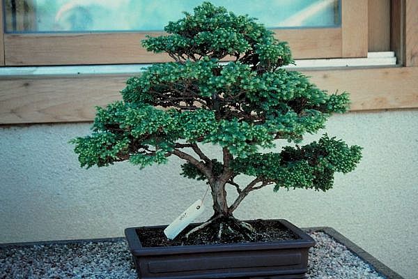 ithal bonsai saksi �i�egi  Ankara �i�ek�i ma�azas� 