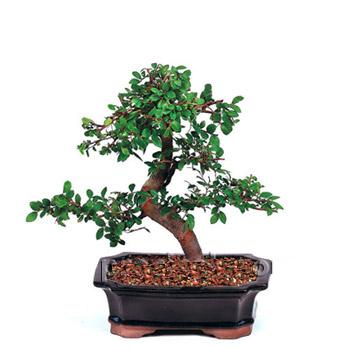 ithal bonsai saksi �i�egi  Ankara �i�ek ma�azas� , �i�ek�i adresleri 