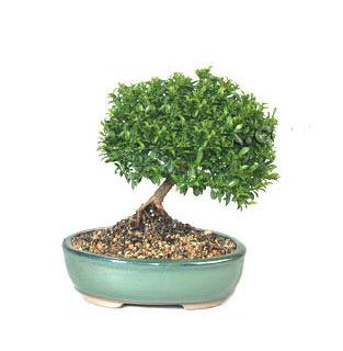 ithal bonsai saksi �i�egi  Ankara yurti�i ve yurtd��� �i�ek sipari�i 