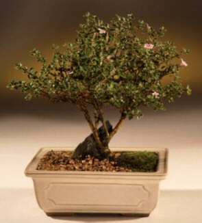 ithal bonsai saksi �i�egi  Ankara �i�ek sipari�i vermek 