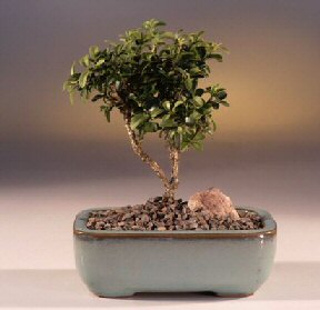  Ankara �i�ek g�nderme  ithal bonsai saksi �i�egi  Ankara hediye sevgilime hediye �i�ek 