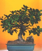  Ankaraya �i�ek yolla  ithal bonsai saksi �i�egi  Ankara �i�ek servisi , �i�ek�i adresleri 