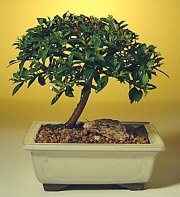  Ankara �i�ek sat���  ithal bonsai saksi �i�egi  Ankara g�venli kaliteli h�zl� �i�ek 