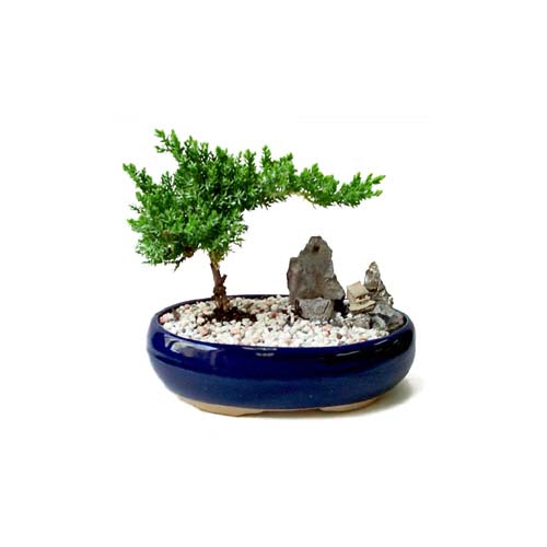 ithal bonsai saksi �i�egi  Ankara �i�ek�i telefonlar� 