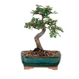  Ankara hediye �i�ek yolla  ithal bonsai saksi �i�egi  Ankara �nternetten �i�ek sipari�i 