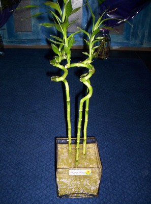 Lucky Bamboo 3 adet saksi �i�egi  Ankara yurti�i ve yurtd��� �i�ek sipari�i 