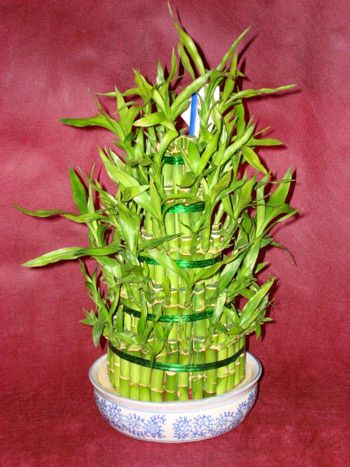 Lucky Bamboo sans melegi �i�egi  Ankara anneler g�n� �i�ek yolla 