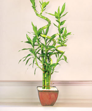 Lucky Bamboo sans melegi �i�egi  Ankara kaliteli taze ve ucuz �i�ekler 