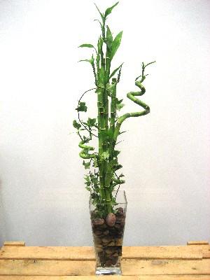 Lucky Bamboo sans melegi �i�egi  Ankara g�venli kaliteli h�zl� �i�ek 