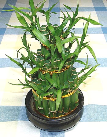 Lucky Bamboo sans melegi �i�egi  Ankara �i�ek online �i�ek sipari�i 