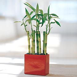 Lucky Bamboo sans melegi �i�egi  Ankara cicekciler , cicek siparisi 