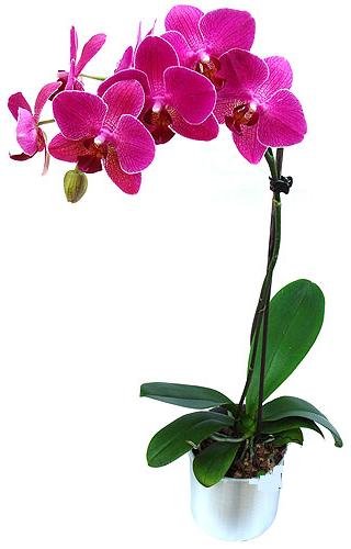  Ankara 14 ubat sevgililer gn iek  saksi orkide iegi