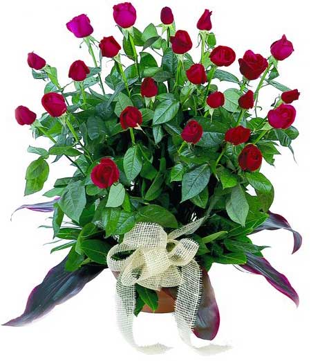 27 adet kirmizi g�llerin g�rsel ve sahane g�r�n�s�