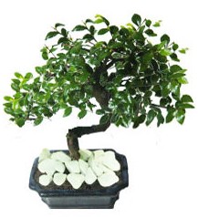 9 yasinda Bonsai agaci  Ankara cicekciler , cicek siparisi 