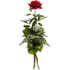  Ankara uluslararas� �i�ek g�nderme  1 adet k�rm�z� g�lden buket