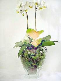  Ankara iek , ieki , iekilik  Cam yada mika vazoda zel orkideler