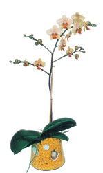  Ankara kaliteli taze ve ucuz �i�ekler  Phalaenopsis Orkide ithal kalite