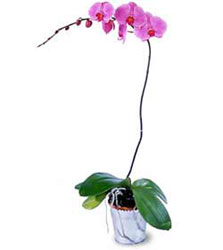  Ankara yurtii ve yurtd iek siparii  Orkide ithal kaliteli orkide 