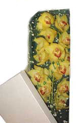  Ankara �i�ek�i telefonlar�  Kutu i�erisine dal cymbidium orkide