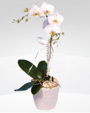 1 dall orkide saks iei  Ankara uluslararas iek gnderme 