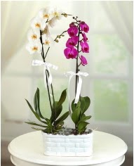 1 dal beyaz 1 dal mor yerli orkide saksda  Ankara internetten iek siparii 