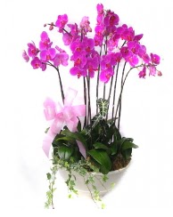 9 dal orkide saks iei  Ankara cicek , cicekci 