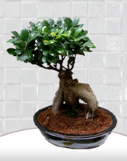saks iei japon aac bonsai  Ankara online iek gnderme sipari 
