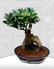 saks� �i�e�i japon a�ac� bonsai  Ankara online �i�ek g�nderme sipari� 