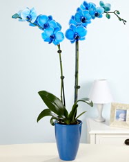 Eşsiz bir hediye 2 dallı mavi orkide  Ankara yurtiçi ve yurtdışı çiçek siparişi 