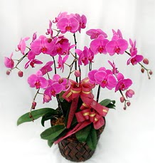 6 Dall mor orkide iei  Ankara iek siparii sitesi 