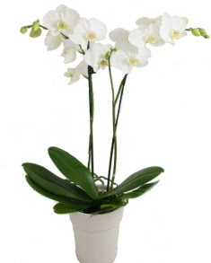 2 dall beyaz orkide  Ankara online ieki , iek siparii 