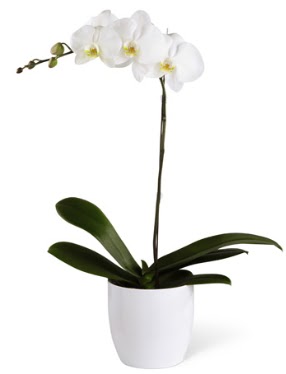 1 dall beyaz orkide  Ankara ieki maazas 