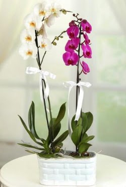 1 mor 1 dal beyaz thal orkide sepet ierisinde  Ankara iek siparii vermek 