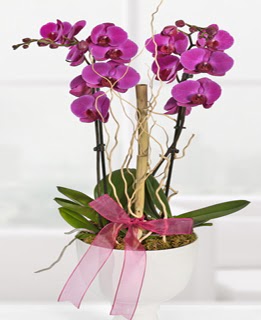 2 dall nmor orkide  Ankara iek siparii sitesi 