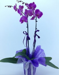 2 dall mor orkide  Ankara online iek gnderme sipari 