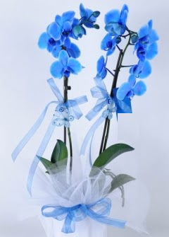 2 dall mavi orkide  Ankara hediye sevgilime hediye iek 